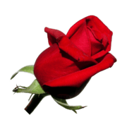 Flowers Fast logo