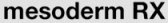 Mesoderm RX logo
